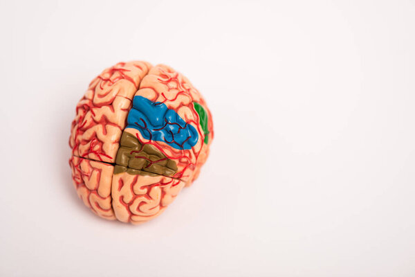 High angle view of colored parts on brain model on white background
