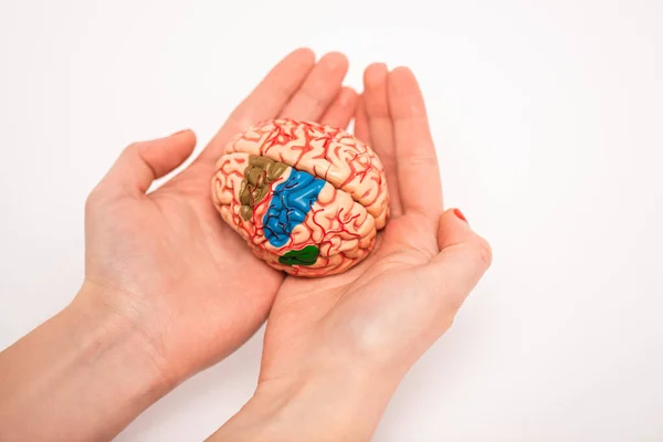Widok Upraw Kobiety Trzymającej Model Mózgu Kolorowymi Częściami Białym Tle — Zdjęcie stockowe
