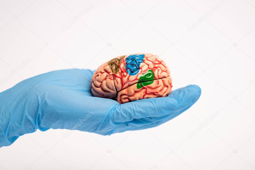 Cropped view of doctor holding brain model with colored parts isolated on white, alzheimer disease concept 