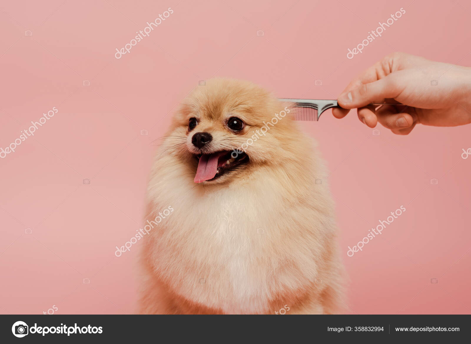 pomeranian comb