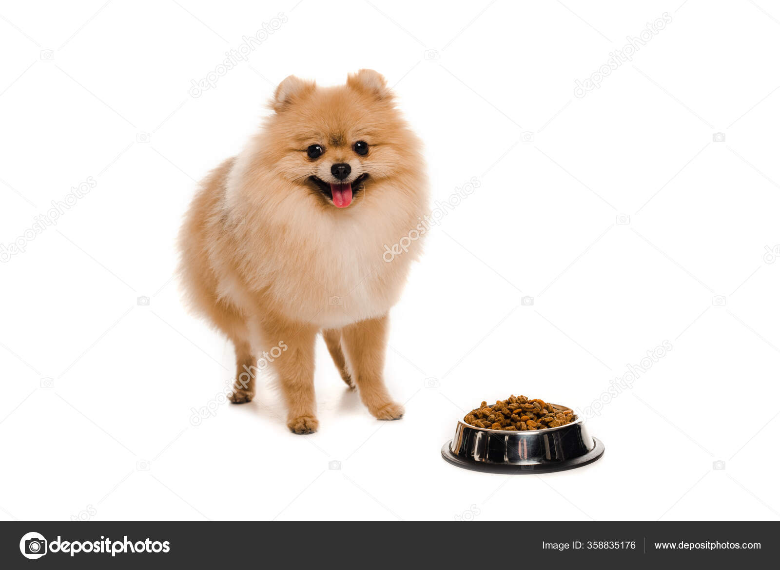 Cute Pomeranian Spitz Bowl Dog Food White Stock Photo by ©IgorVetushko