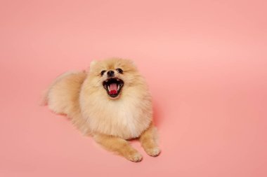 Sevimli küçük Pomeranya köpeği pembenin üzerinde yatıyor.