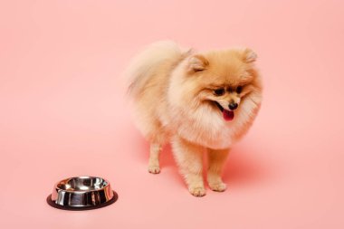 Tatlı Pomeranya köpekleri Pembe kasenin yanında duruyor