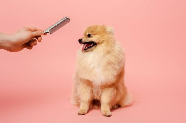 Tarak taraklı kırpılmış bir kuaför pembeli şirin bir köpeğe saç stili yapıyor.