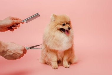Kesilmiş profesyonel kuaför, makas ve tarak, pembe üzerine tükürük köpeğine saç stili yapıyor.