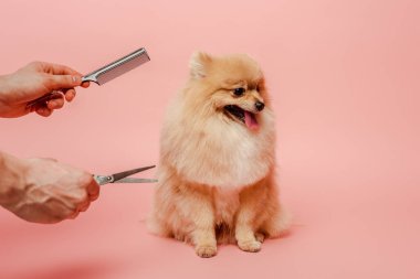 cropped view of professional groomer with scissors and comb making hairstyle to pomeranian spitz dog on pink clipart