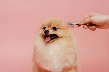 Taraklı taraklı kırpılmış kuaför, pembe üzerine izole edilmiş Pomeranya tükürük köpeğine saç stili yapıyor.