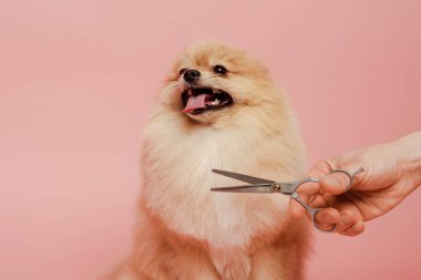 Kesilmiş profesyonel kuaför makasıyla Pomeranya köpeğine saç stili yapıyor pembe üzerinde izole edilmiş.