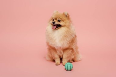 Pembe toplu Pomeranya köpekleri