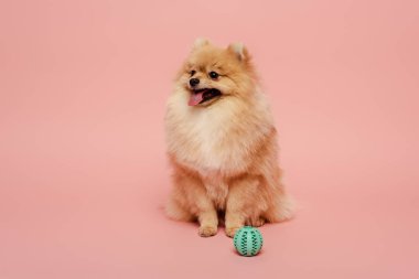 pomeranian spitz dog with ball on pink clipart