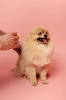 Kırpılmış, elinde şırıngayla pembe üzerine tükürük saçan şirin Pomeranya köpeği tutan adamın görüntüsü.