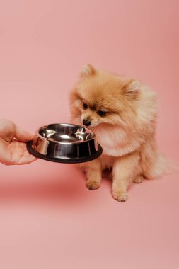 Pomeranya sosislisi pembeleşen köpeğe boş kase veren kadın manzarası