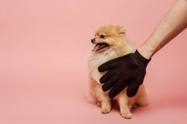 Pembe eldivenli, tükürük köpeğini tarayan bir adam.