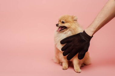 cropped view of man combing cute spitz dog with grooming rubber glove on pink clipart