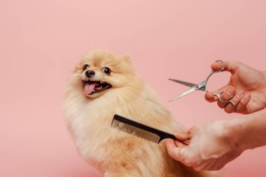 Kırpılmış makas ve tarak ile kuaför görüşü Pembe üzerinde izole Pomeranya tükürük köpek saç stili