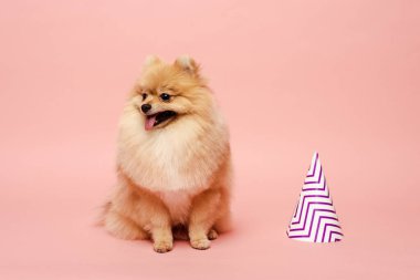 Şirin Pomeranya köpekleri doğum günü için pembe parti konisinin yanında oturuyorlar.