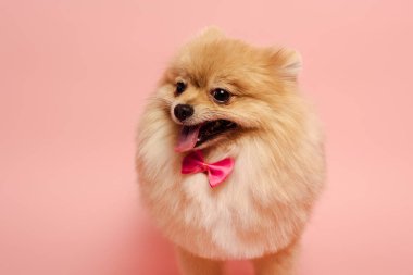 Kürklü Pomeranya köpeğinin şirin papyonu pembe üzerinde duruyor.  