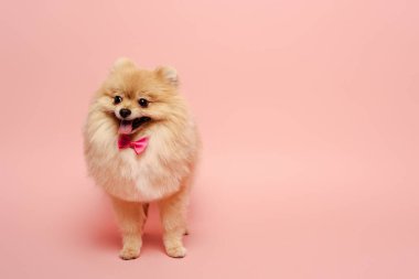 Pembe papyonlu pomeranya sosisi.  