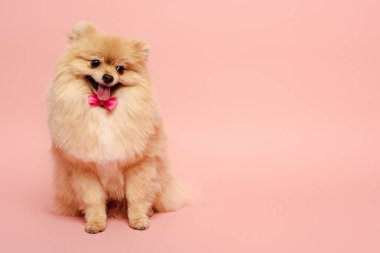 Pembe papyonlu Pomeranya köpeği.