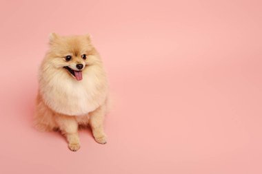 Pembe üzerinde oturan küçük şirin Pomeranya köpeği.