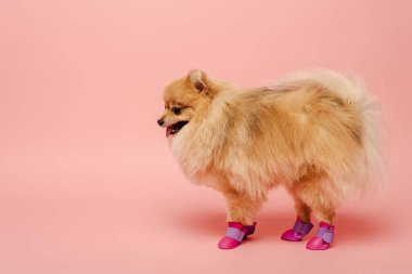 Şirin Pomeranya tükürüğü pembenin üzerinde köpek ayakkabıları içinde duruyor.