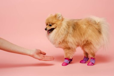 Kırpılmış kadın eli manzarası ve pembe köpek ayakkabıları içinde duran şirin Pomeranya salyası.