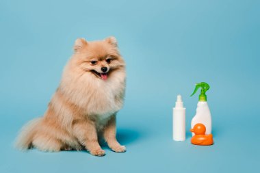 fluffy pomeranian spitz dog with spray bottles and rubber duck on blue clipart