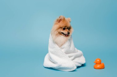 Şirin Pomeranya köpekleri mavi havluya sarılıp plastik ördekle sarılıyorlar.