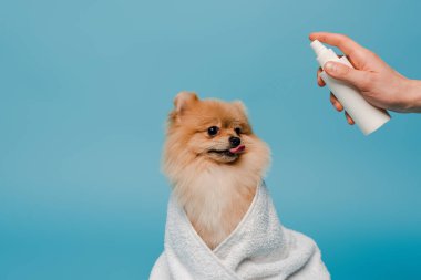 Mavi havluya sarılı şirin bir köpeğin yanında sprey şişeyle kırpılmış bir kuaför manzarası.