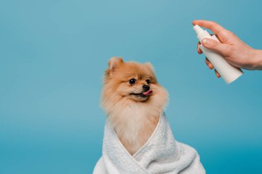 cropped view of groomer with spray bottle near cute dog wrapped in towel on blue clipart
