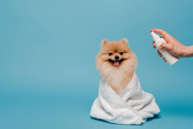 Mavi havluya sarılı Pomeranya köpeğinin yanında sprey şişeli kırpılmış bir kuaför manzarası.