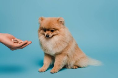Mavi üzerine tükürük köpeğinin yanında elinde tablet tutan bir kadın görüntüsü.