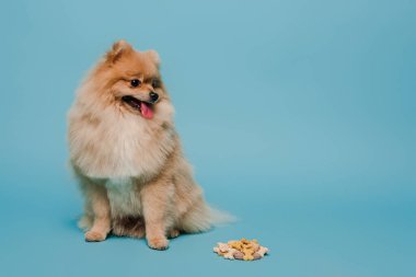 fluffy little pomeranian spitz dog with tablets on blue clipart