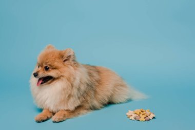 Şirin pomeranian köpekleri mavi haplı.