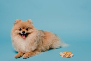 fluffy pomeranian spitz dog with tablets on blue clipart