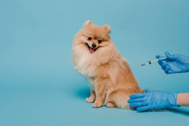 Lateks eldivenli veteriner elinde şırınga ve mavi üzerine tükürük köpeği aşısı yapıyor. 