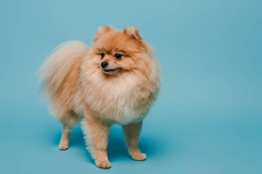 Sevimli küçük Pomeranya köpeği mavi üzerinde