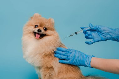 Lateks eldivenli veteriner görüşü Pomeranian tükürük köpek aşısını mavi renkte izole ediyor. 
