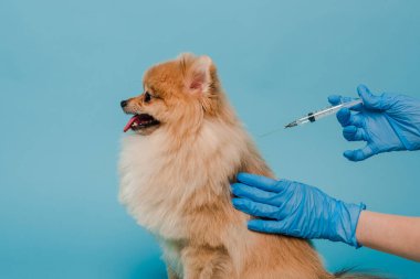 Şırınga tutan lateks eldivenli veteriner manzarası ve mavi üzerine izole edilmiş Pomeranya tükürük köpeği aşısı. 