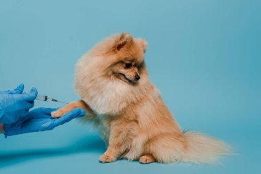 Lateks eldivenli veteriner elinde şırınga ve mavi üzerine aşı yapan köpek manzarası.