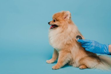 Lateks eldivenli veteriner, steteskoplu Pomeranian Spitz köpeğini inceliyor.