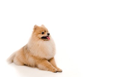 Beyaz üzerine uzanmış sevimli komik Pomeranya köpekleri.