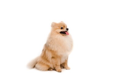 Tatlı Pomeranya köpekleri beyazların üzerinde tek başlarına oturuyorlar.