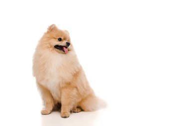Beyaz üzerinde oturan küçük Pomeranya köpeği.