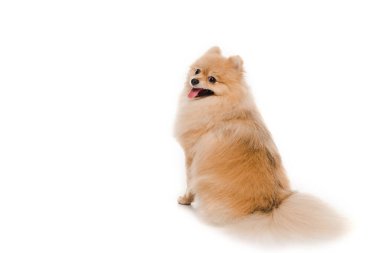 Beyaz üzerine küçük şirin Pomeranya köpekleri.