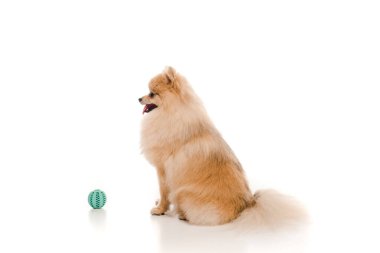 cute pomeranian spitz dog with ball on white clipart