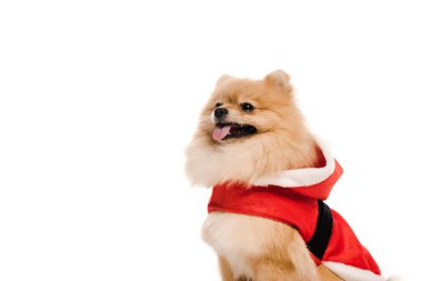 Noel Baba kostümlü komik Pomeranya köpekleri beyazların üzerinde izole edilmiş.