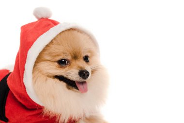Noel 'de Noel Baba kostümlü Pomeranya köpekleri beyazlar içinde izole edilmiş.