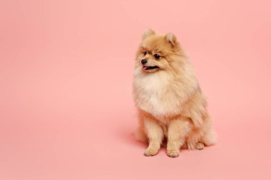 Pembe üzerine küçük şirin Pomeranya köpekleri.
