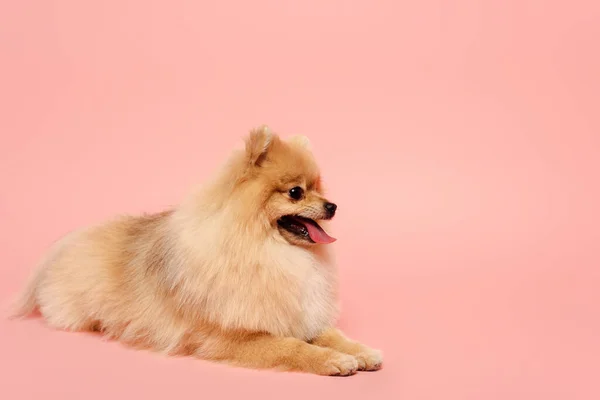 Cute Pomeranian Spitz Dog Lying Isolated Pink — Stock Photo, Image